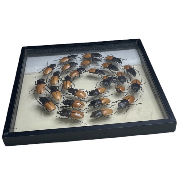 Beetles Faux Library Studio Props - Picture 2 of 9